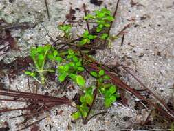 Image of small waterwort