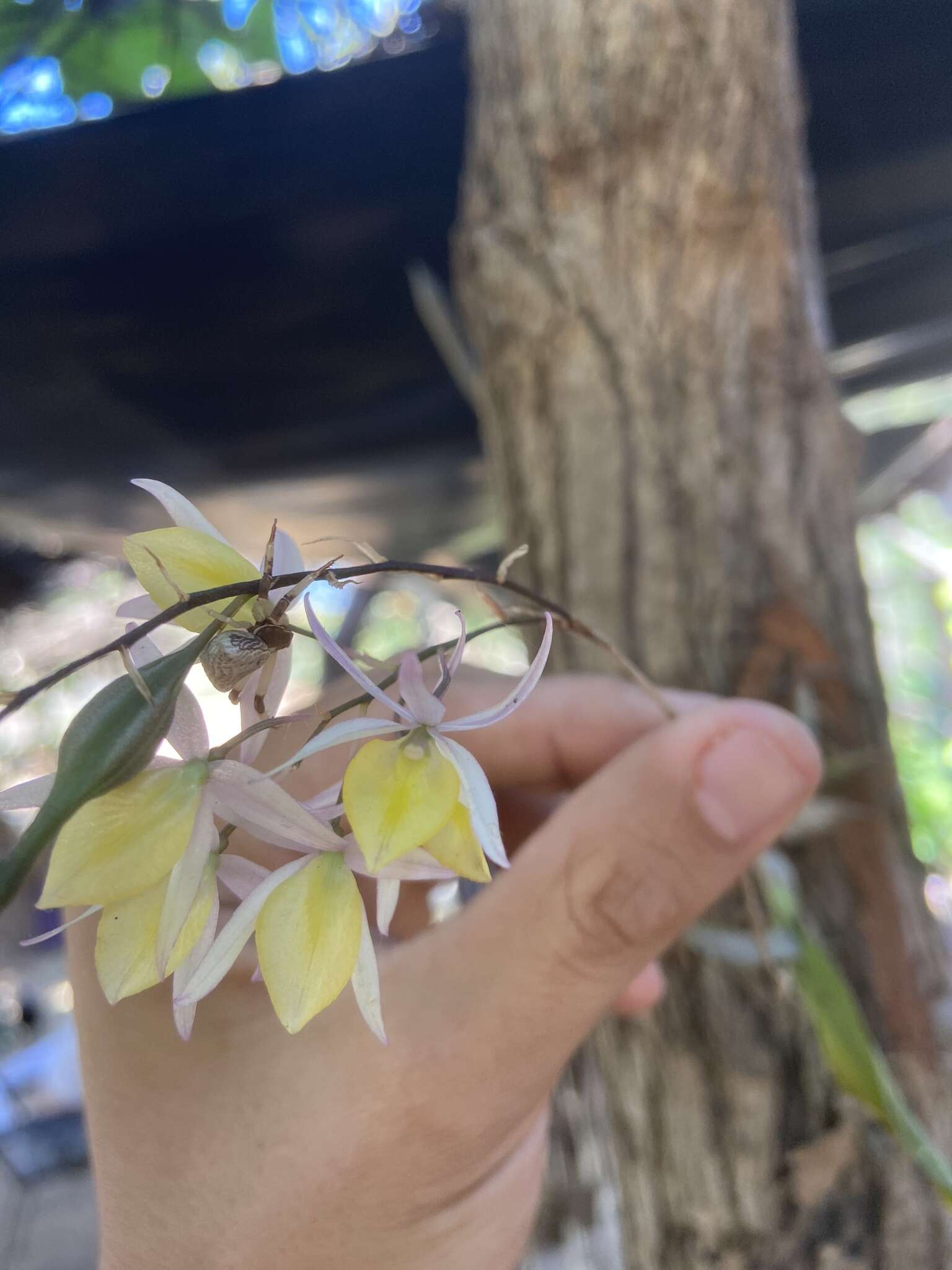 Image of Barkeria naevosa (Lindl.) Schltr.