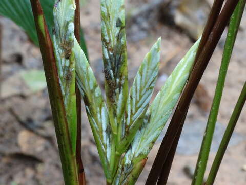 Pleiostachya pruinosa (Regel) K. Schum.的圖片