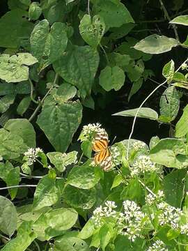 Image of Isabella’s Longwing