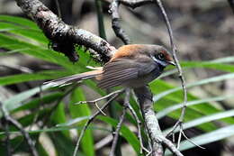 Image of Rufous Fantail