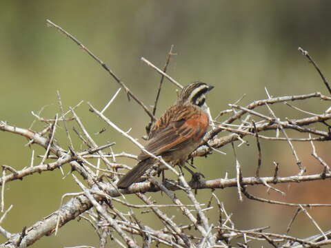 Image of Emberiza capensis limpopoensis (Roberts 1924)