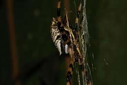 Image of Argiope levii Bjørn 1997