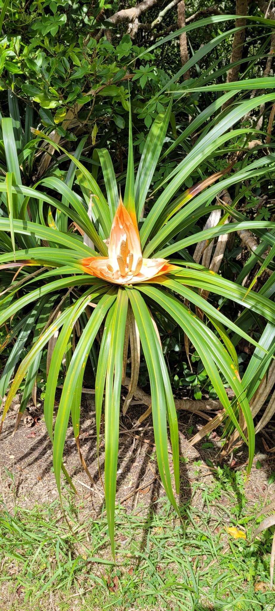 Image of Freycinetia baueriana Endl.