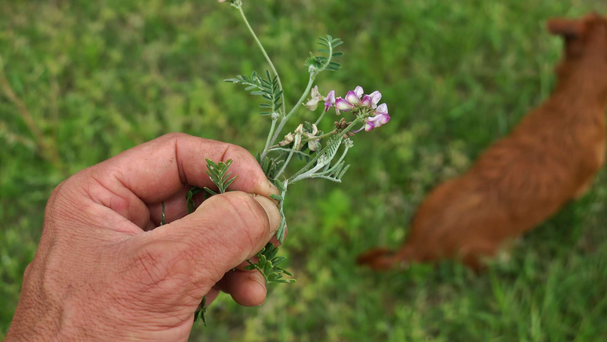 Image of Lessertia stenoloba E. Mey.