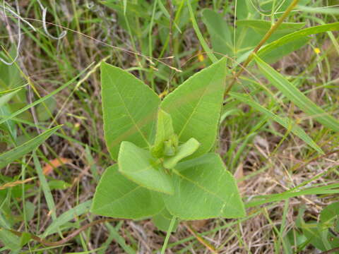 Image of ashy sunflower