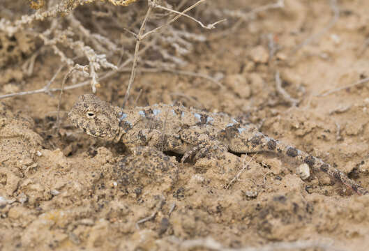 Image of Sunwatcher Toadhead Agama