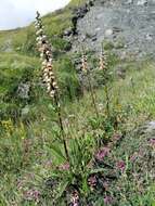 Imagem de Digitalis ferruginea L.