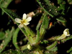 صورة Polycarena silenoides Harv. ex Benth.