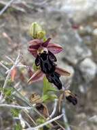 Image of Ophrys cretica (Vierh.) E. Nelson