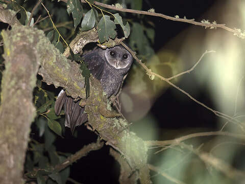 Tyto tenebricosa tenebricosa (Gould 1845) resmi