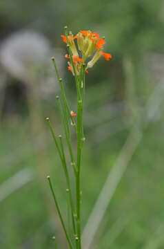 Image de Erysimum croceum Popov