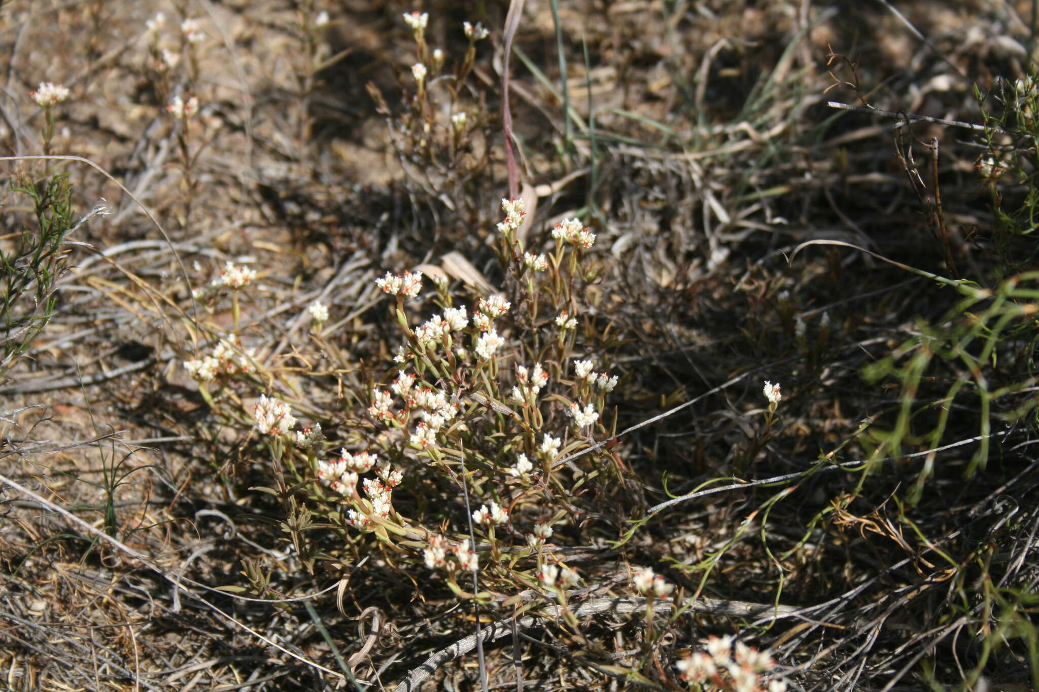 Image of Crassula subulata L.