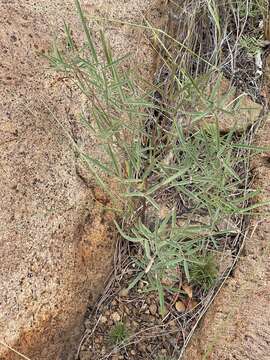 Image of Tephrosia longipes subsp. longipes