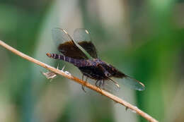 Imagem de Brachythemis fuscopalliata (Selys 1887)