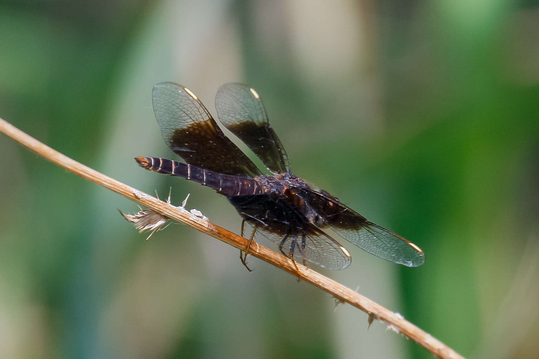 Imagem de Brachythemis fuscopalliata (Selys 1887)