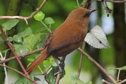 Image of Rufous Wren