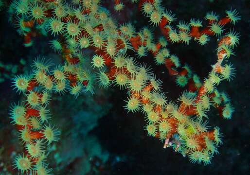 Image of Hydrozoanthus gracilis (Lwowsky 1913)