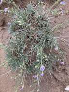 Image of Fendler's aster