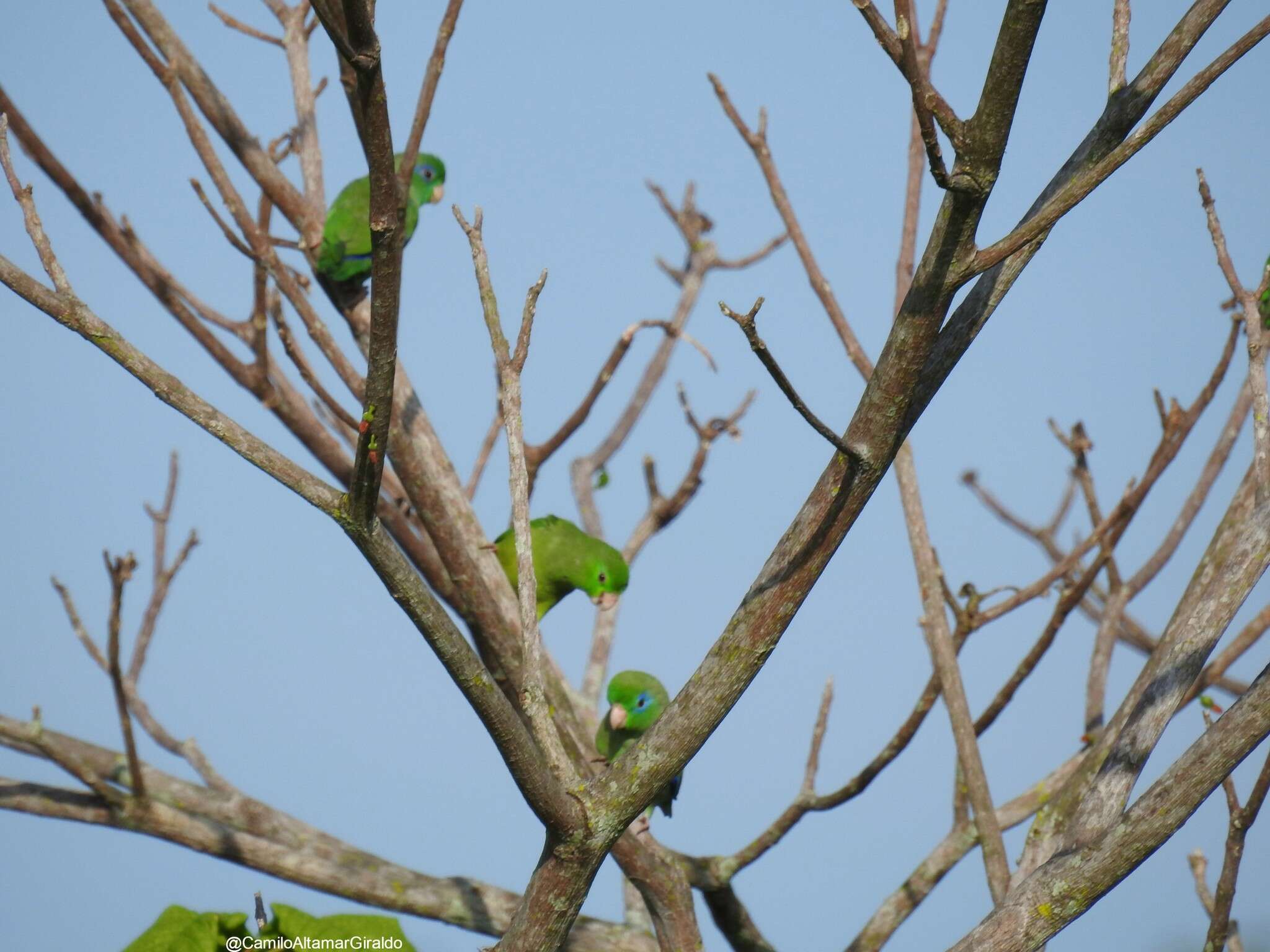 صورة Forpus conspicillatus (Lafresnaye 1848)