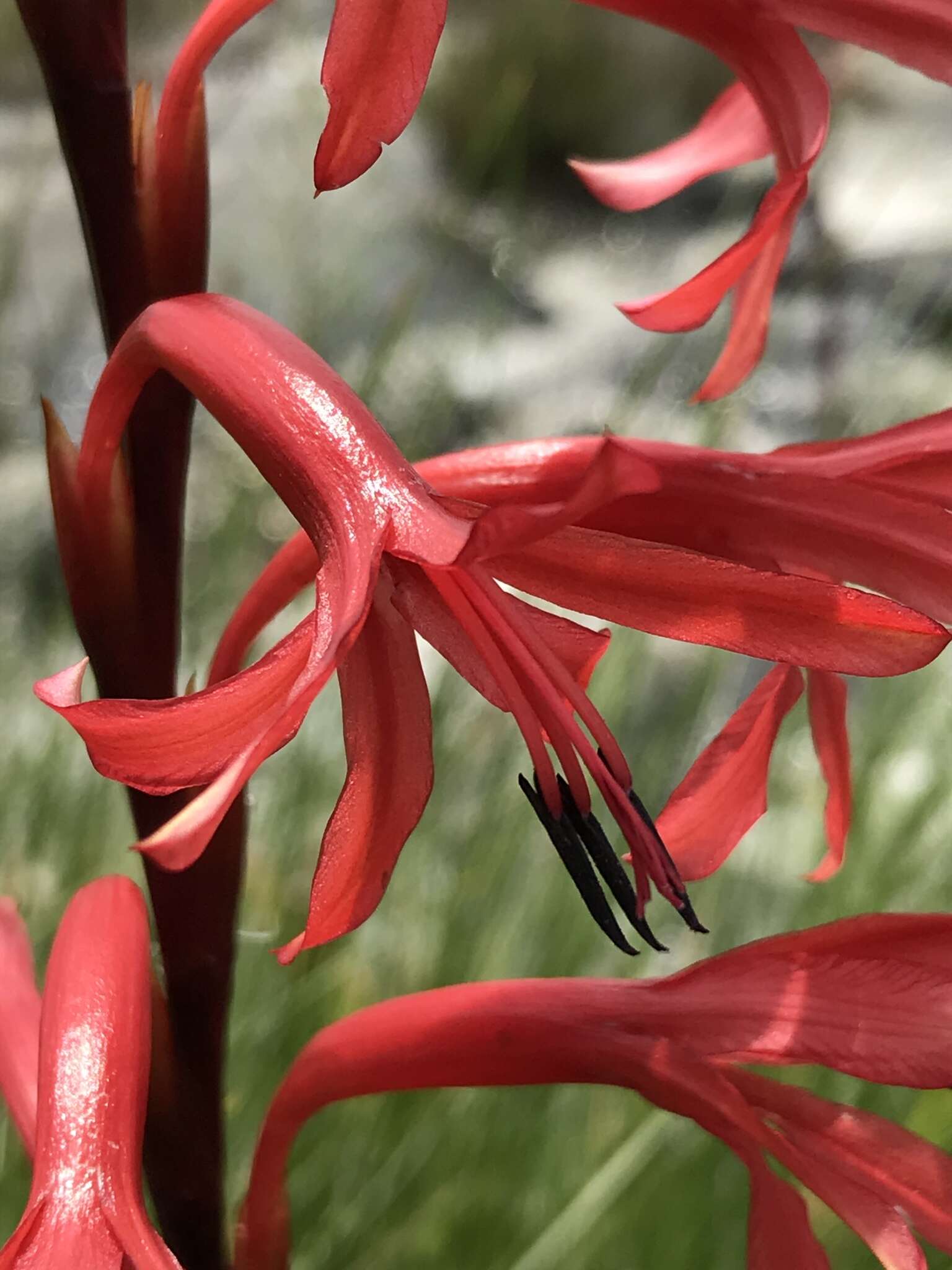 Imagem de Watsonia latifolia N. E. Br. ex Oberm.