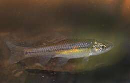 Image of Pseudorasbora