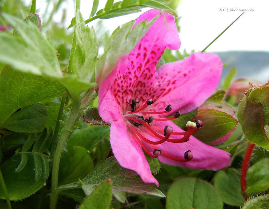 Imagem de Rhododendron camtschaticum Pall.