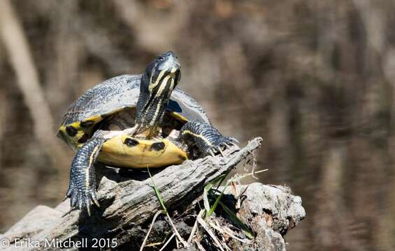 Image of yellow-bellied slider