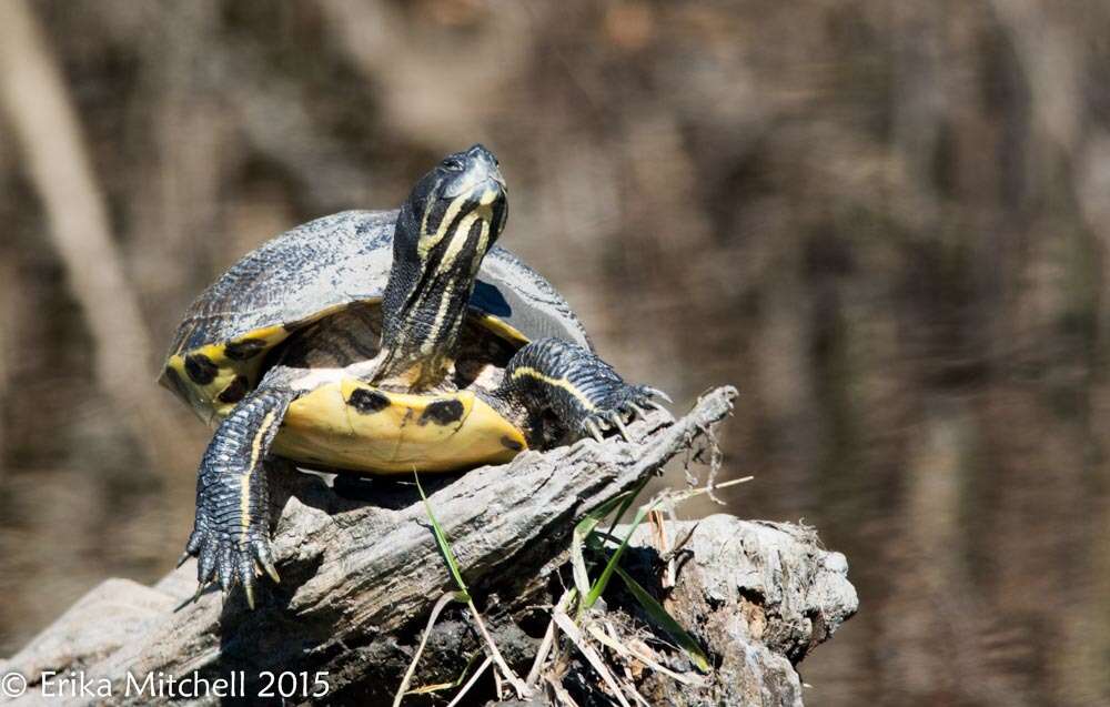 صورة Trachemys scripta scripta (Schoepff 1792)