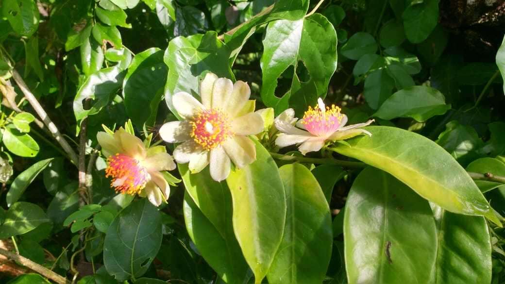 Image of Barbados shrub