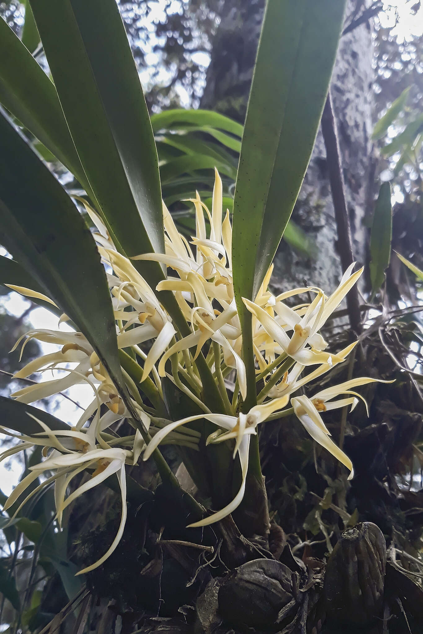 Image of Maxillaria ochroleuca Lodd. ex Lindl.