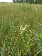 Habenaria linearifolia Maxim. resmi