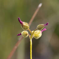 Image of Drosera neesii Lehm.