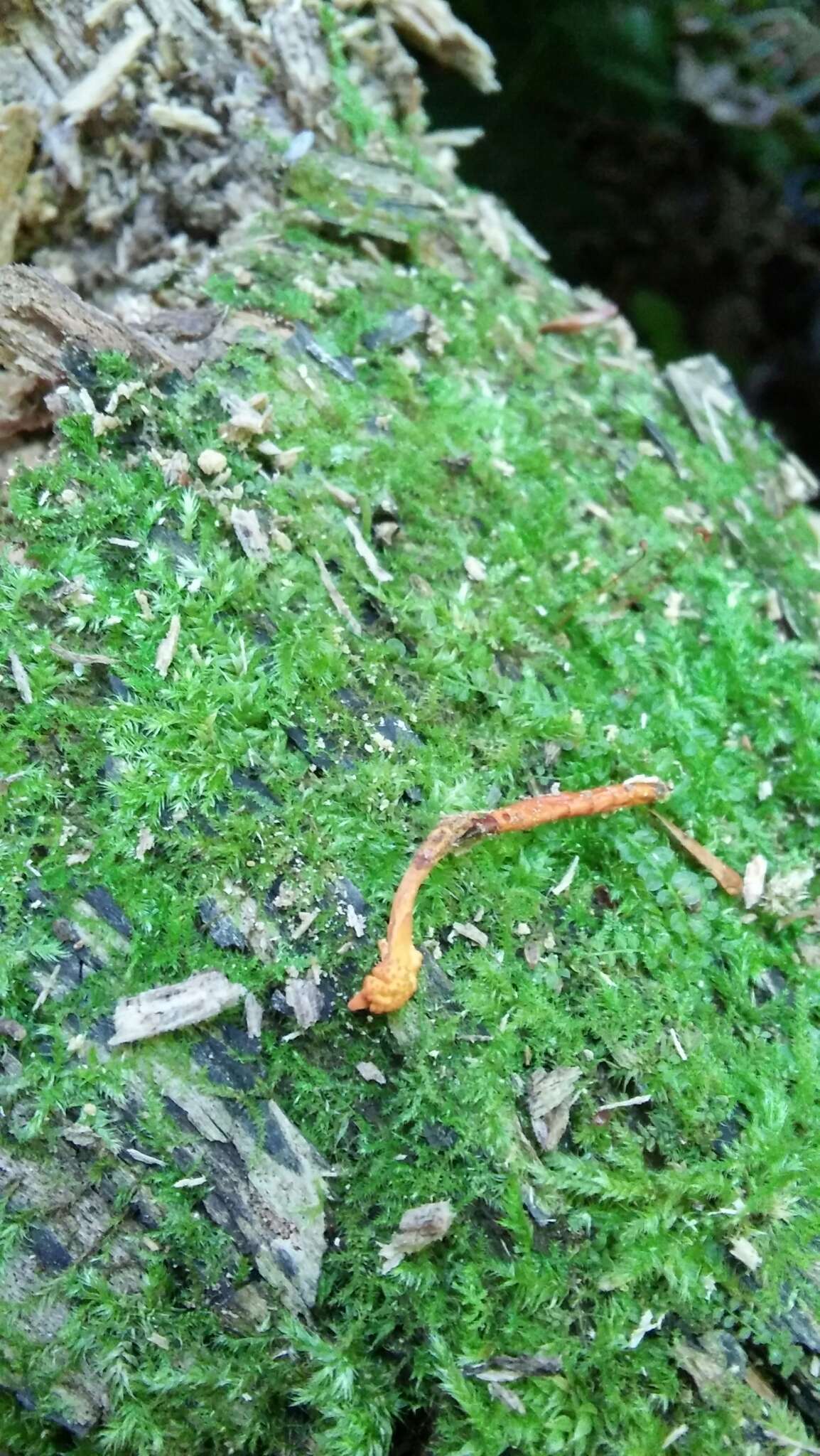 Image of Ophiocordyceps variabilis (Petch) G. H. Sung, J. M. Sung, Hywel-Jones & Spatafora 2007