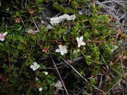 Imagem de Myrteola nummularia (Poir.) O. Berg