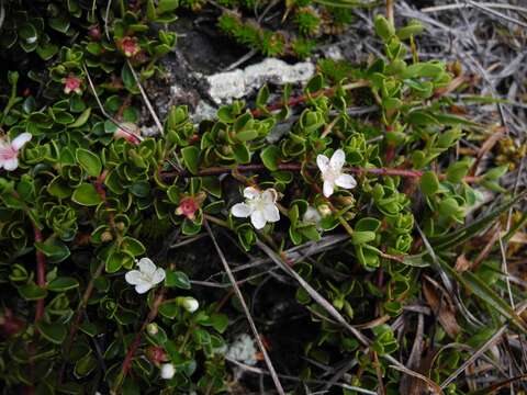 Image of Myrteola nummularia (Poir.) O. Berg