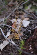 Image de Drosera stolonifera Endl.