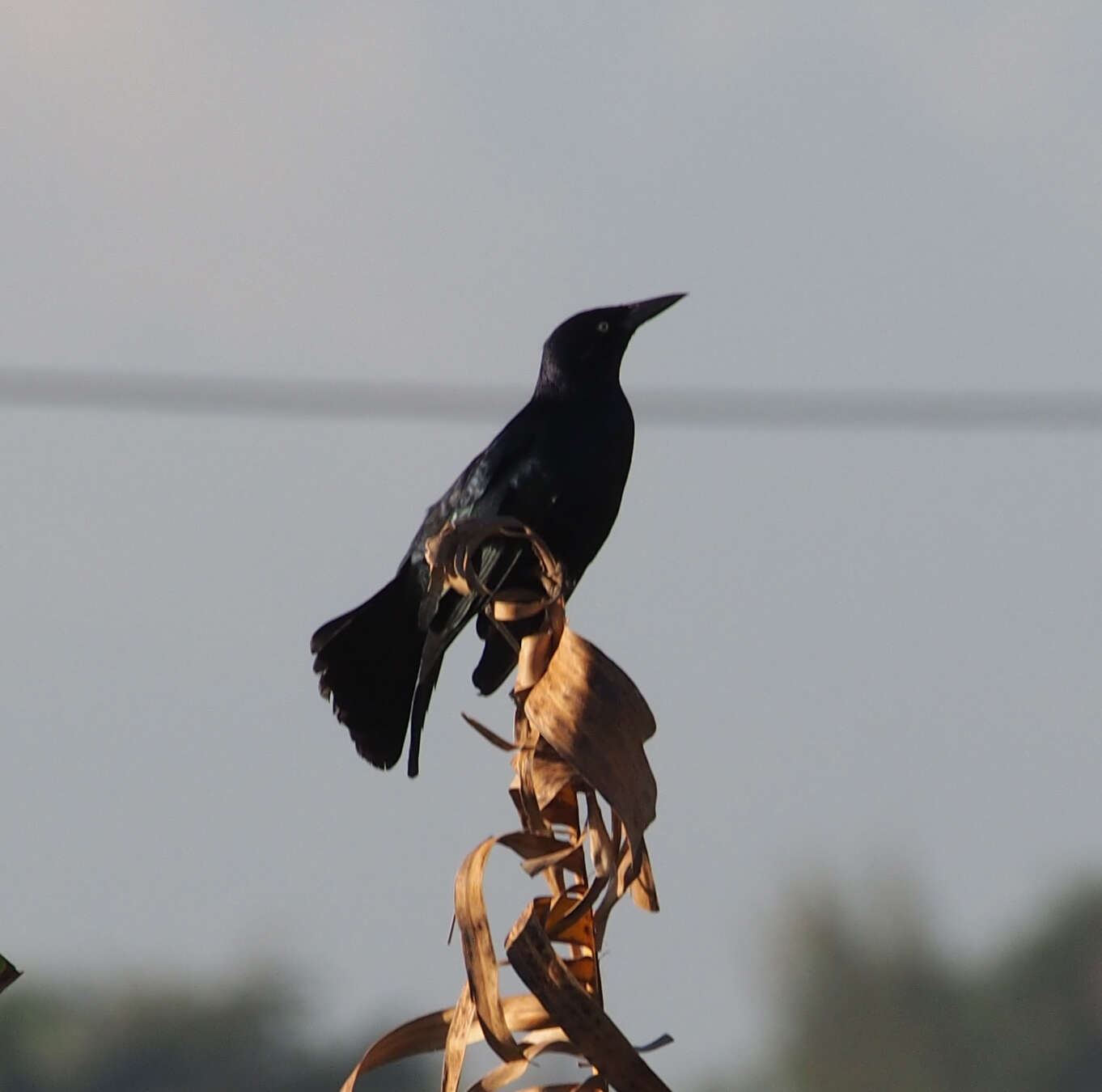 Image of Greater Antillean Grackle