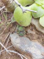 Plancia ëd Monanthes polyphylla subsp. amydros R. Nyffeler