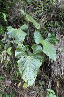 Image of Anthurium formosum Schott