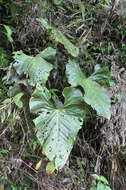 Imagem de Anthurium formosum Schott