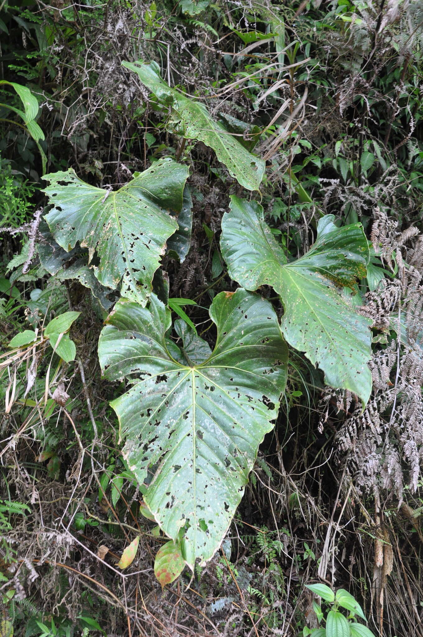 Anthurium formosum Schott resmi