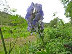 Image of Aconitum jaluense subsp. taigicola (Vorosh.) V. N. Voroshilov