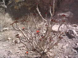 Image of Jatropha macrantha Müll. Arg.