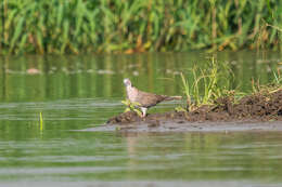 Image of African Mourning Dove