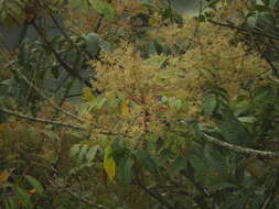 Image of Toxicodendron striatum (Ruiz & Pav.) Kuntze