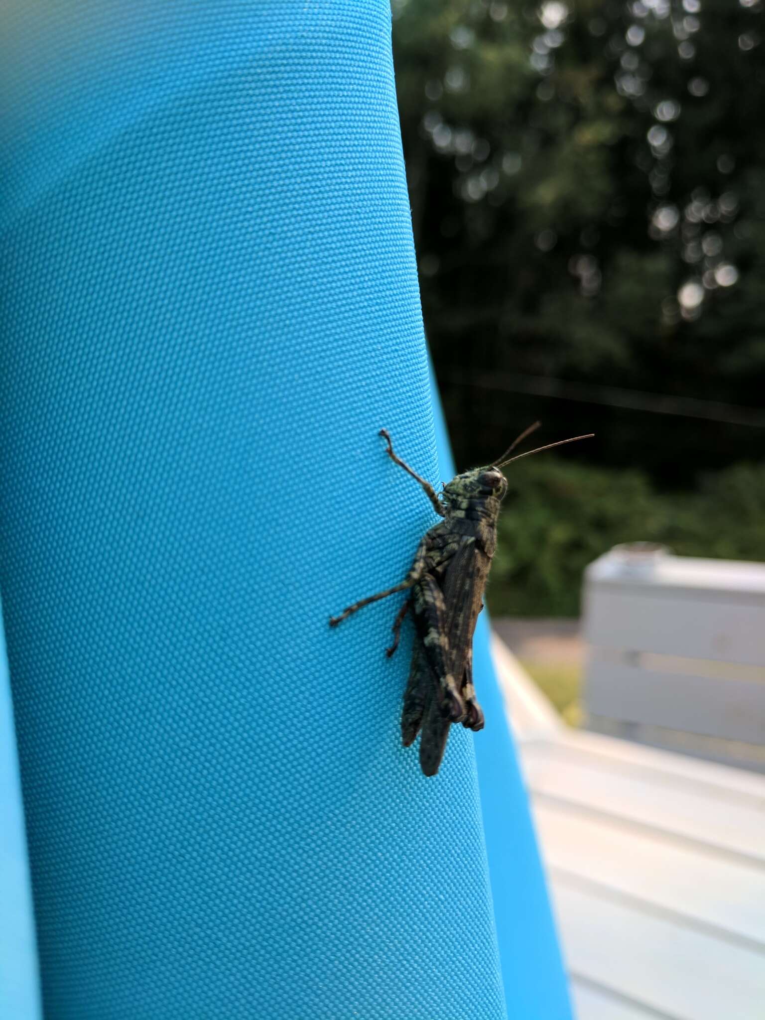 Image of Pine Tree Spur-throat Grasshopper