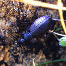 Image of Carabus (Morphocarabus) aeruginosus aeruginosus Fischer von Waldheim 1820