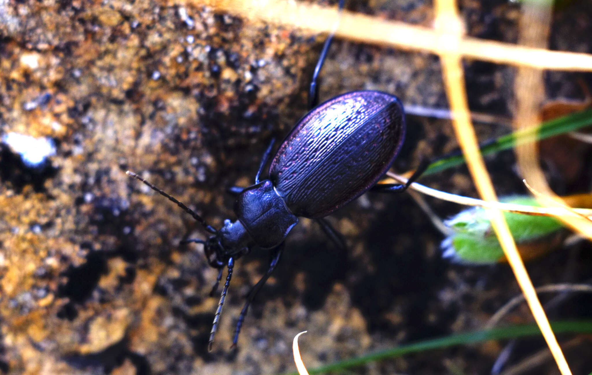 Image of Carabus (Morphocarabus) aeruginosus aeruginosus Fischer von Waldheim 1820