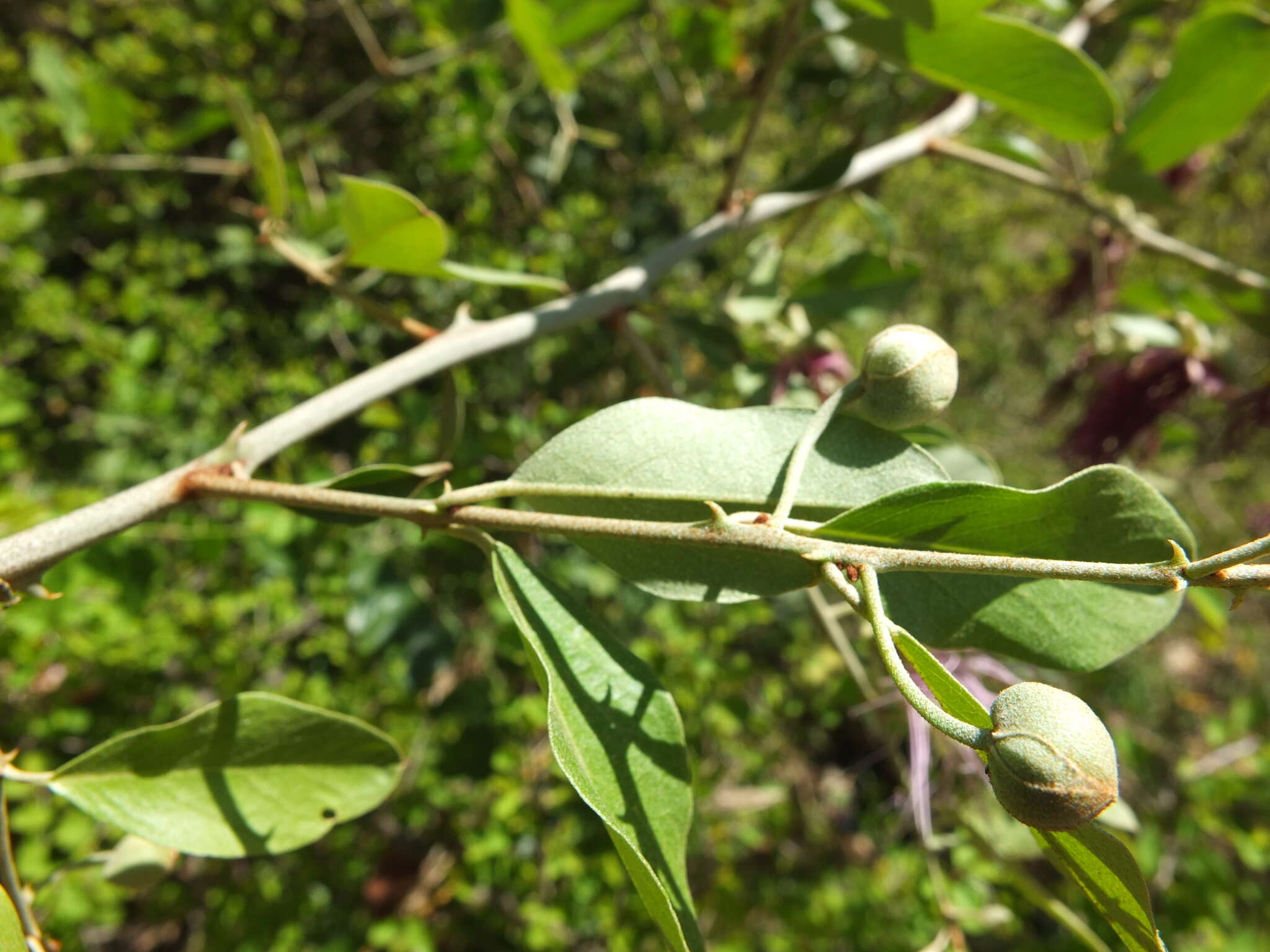 Capparis zeylanica L. resmi